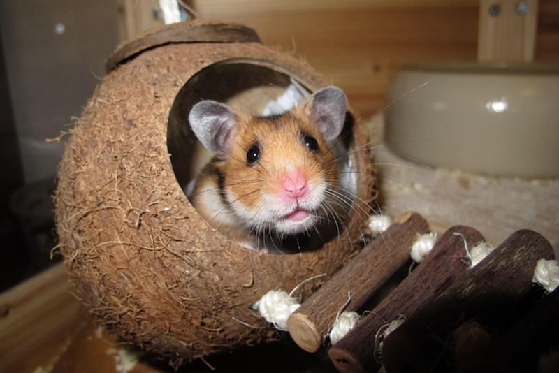 A cute hamster in its cage